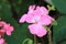 Close-up of a Pink Geranium blossom