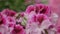 Close-up of pink geranium buds in a field in a botanical garden in spring