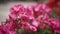 Close up of pink geraniums flower