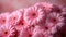 Close-up of Pink Gerbera Daisies