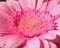 Close-up of Pink Gerbera flower