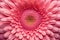 close up of Pink gerbera flower. Generative Ai