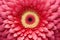 close up of Pink gerbera flower. Generative Ai