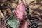 Close up of a pink and green Black Spined Prickly Pear Cactus in the Arizona desert