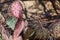 Close up of a pink and green Black Spined Prickly Pear Cactus with long spines