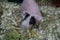 Close-up of pink hairless guinea pig with white fur on her nose in the cage with straw and sawdust.