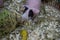 Close-up of pink hairless guinea pig with white fur on her nose in the cage with straw and sawdust.