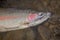 Close up pink head of a male steelhead trout, in the water