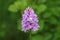 Close up of a pink heath spotted orchid