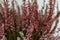 Close up of pink heather blooming flowers with selective focus in white background