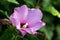 Close up of pink hibiscus flower