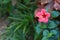 Close-up, pink hibiscus flowers, green background, nature looking bright, planted in front of the house