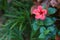 Close-up, pink hibiscus flowers, green background, nature looking bright, planted in front of the house