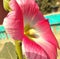 Close up of pink hollyhock flower on blurred background created using generative ai technology