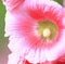 Close up of pink hollyhock flowers over green background created using generative ai technology