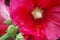 Close up of pink Hollyhocks flower. Cottage garden flower.