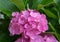 Close up of pink hortensia flower.