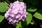 A close up of pink Hydrangea macrophylla bigleaf, French, lacecap or mophead hydrangea, penny mac in the garden, top view