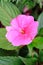 The close-up of pink impatiens, busy Lizzie