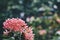 Close up of pink ixora flowers blooming in the fresh green garden vintage retro tone. Flower nature wallpaper background concept.