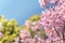 Close-up on pink japanese sakura cherry blossoms on a blue sky bokeh.