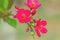 Close up pink of Jatropha integerrima flower, Peregrina or Spicy