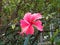 Close-up pink large hibiscus flower/Chinese rose on saturated green background