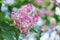 Close-up pink lilac flower in front of lush foliage