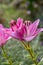 Close-up of pink liles flowers.