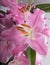 Close-up of pink liles flowers.