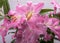 Close-up of pink liles flowers.