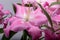 Close-up of pink liles flowers.