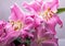 Close-up of pink liles flowers.