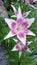 Close up of Pink LiliesLillium hybrids