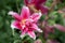 Close-up of pink lily flowers with spiral petals blooming in the morning garden