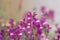 Close-up of pink linaria flowers with blurred background
