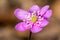 Close-up of a pink liverleaf - hepatica nobilis