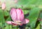 Close up pink lotus flower bud or Sacred lotus flower bud Nelumbo nucifera