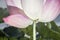 Close-up of pink lotus flower, China