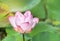 Close up pink lotus flower or Sacred lotus flower Nelumbo nucifera