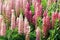 Close up of pink Lupin flowers