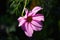 Close-up of pink Mexican aster Cosmos bipinnatus flower in the garden