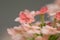 Close-up of pink milfoil blossoms (achillea)