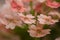 Close-up of pink milfoil blossoms (achillea)