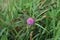 Close up of pink mimosa flower in the nature.