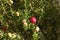 Close-up of a pink mountain-berry tree