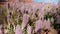 close up of pink mulla mulla flowers at uluru-kata tjuta national park