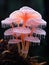 a close up of a pink mushroom