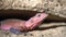 Close Up Of Pink Mwanza Flat Headed Rock Agama Lizard, Animal in Natural Habitat