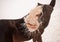 close-up of a pink nose and tongue of the brown horse